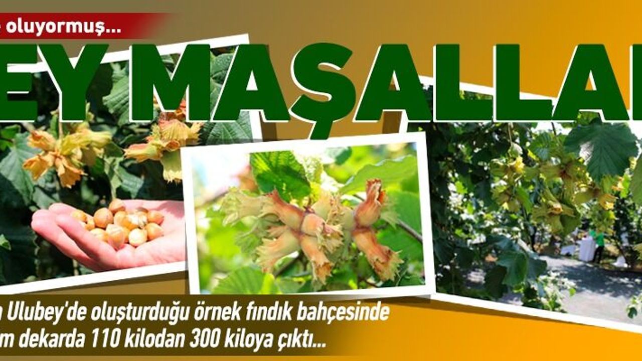 Bilim sayesinde fındık üretimi arttı