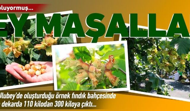 Bilim sayesinde fındık üretimi arttı