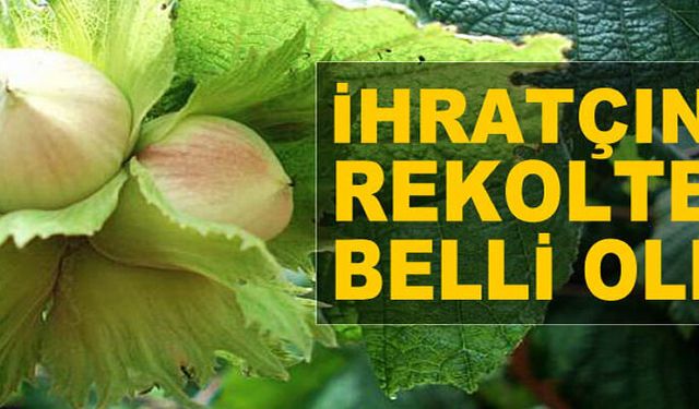 FLAŞ...FLAŞ... KFMİB, fındık rekolte tahminini açıkladı